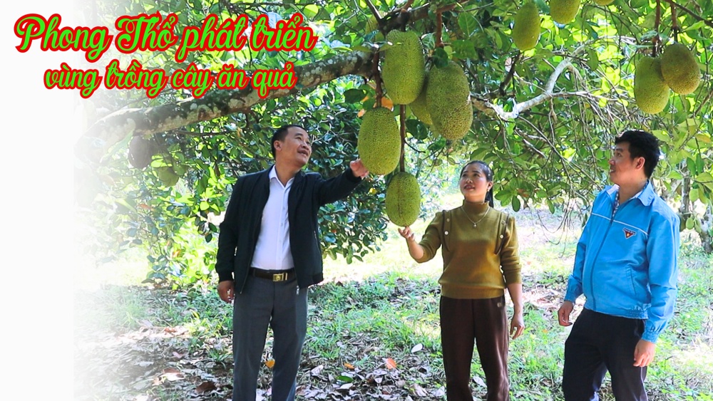 Phong Thổ phát triển vùng trồng cây ăn quả