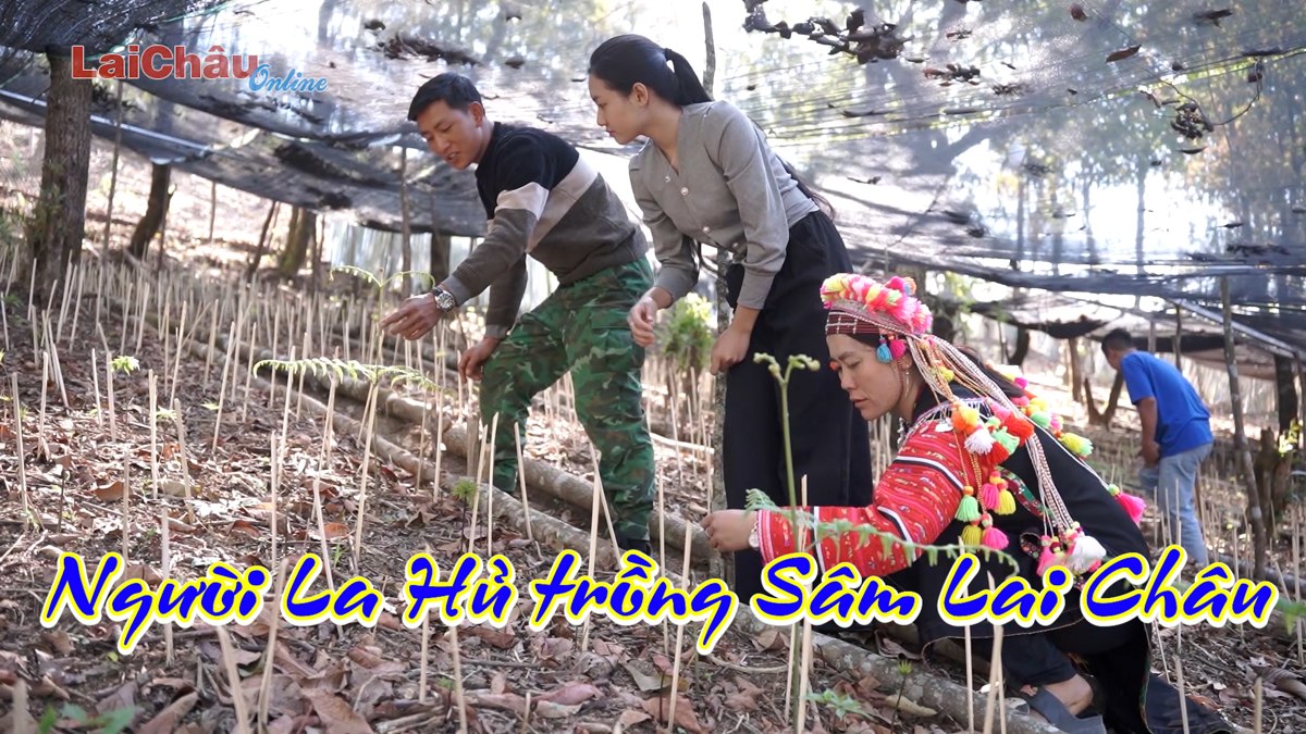Người La Hủ trồng Sâm Lai Châu