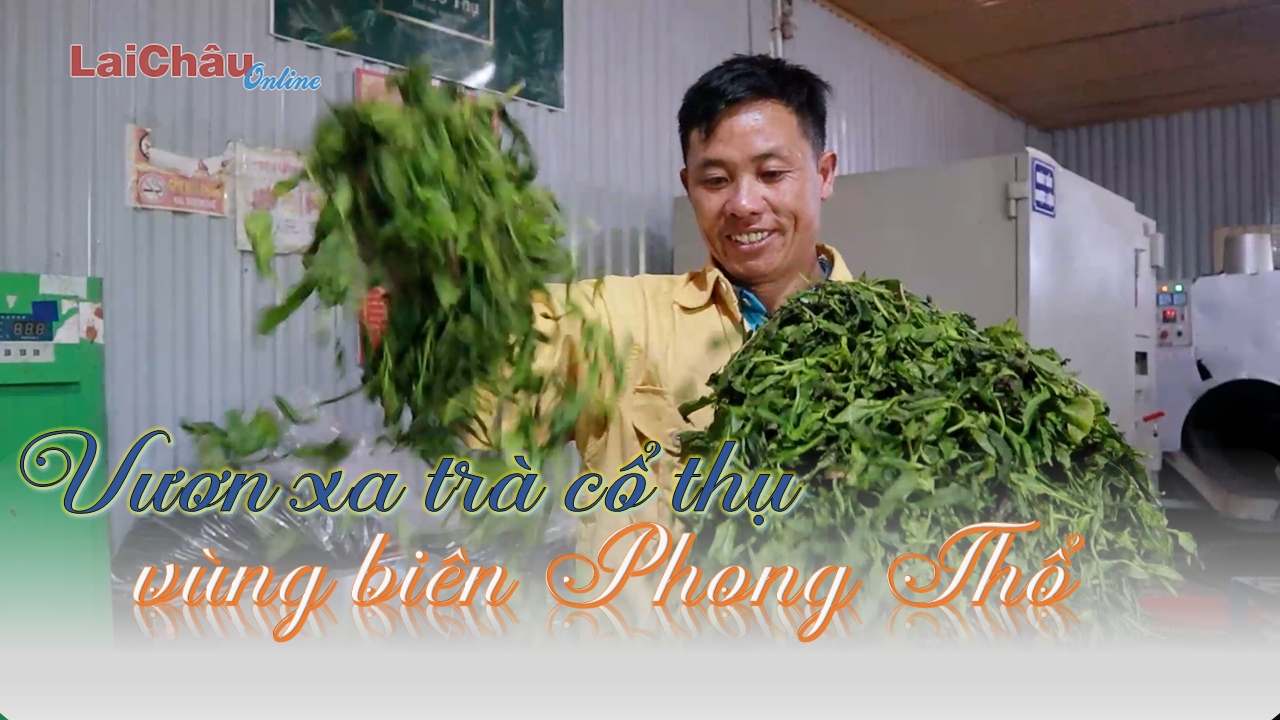 Vươn xa trà cổ thụ vùng biên Phong Thổ