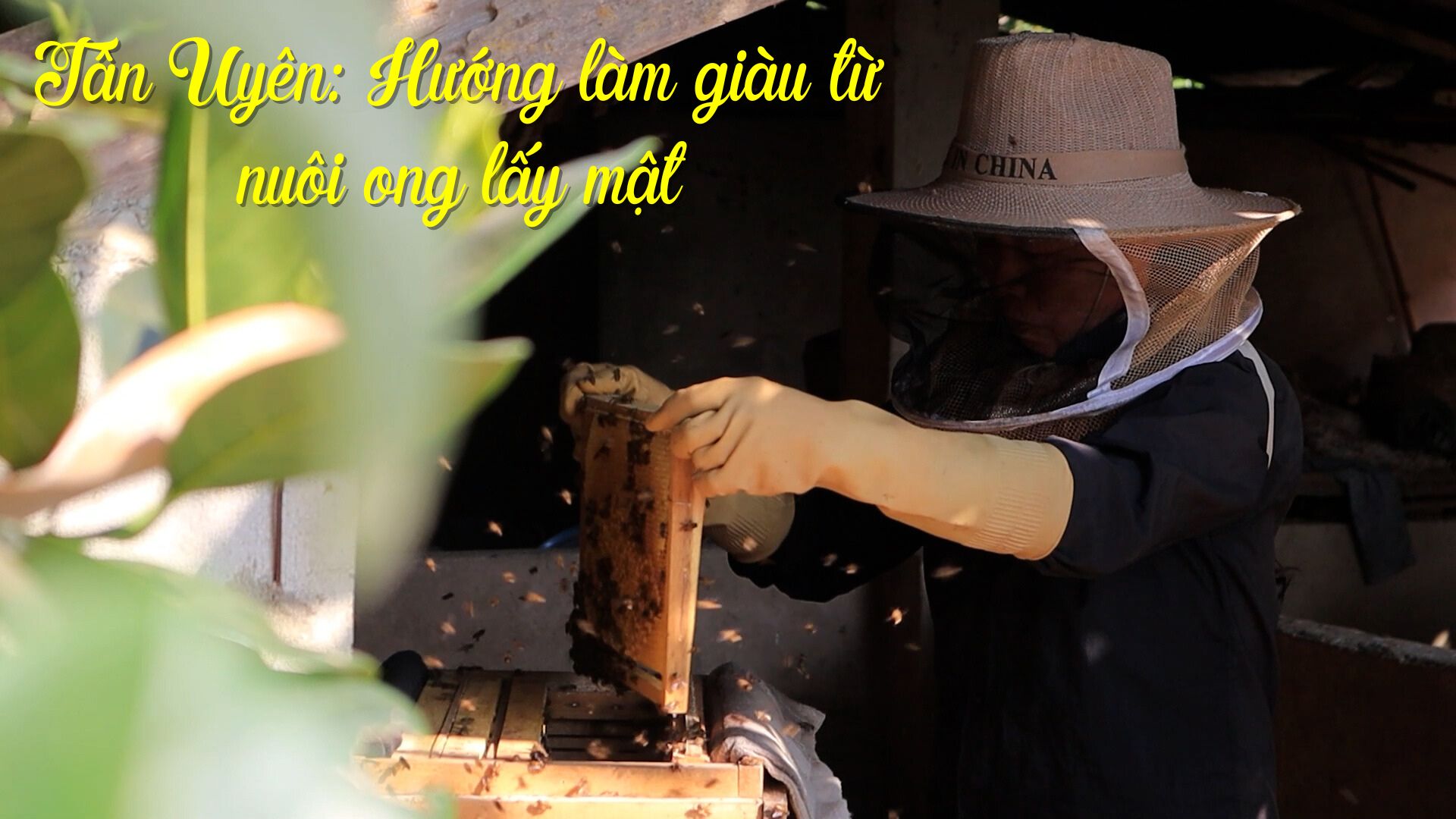 Tân Uyên: Hướng làm giàu từ nuôi ong lấy mật