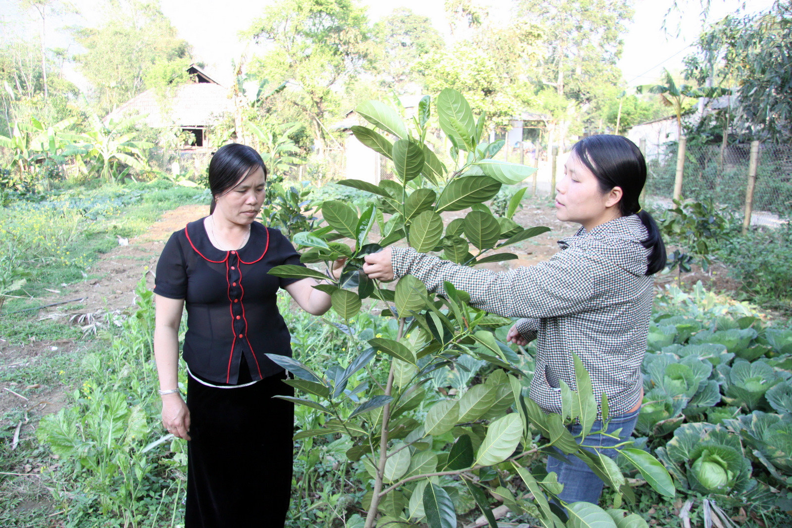 Cán bộ kỹ thuật Trung tâm Dịch vụ nông nghiệp huyện Tân Uyên hướng dẫn Nhân dân bản Bút Dưới chăm sóc cây mít Thái Lan