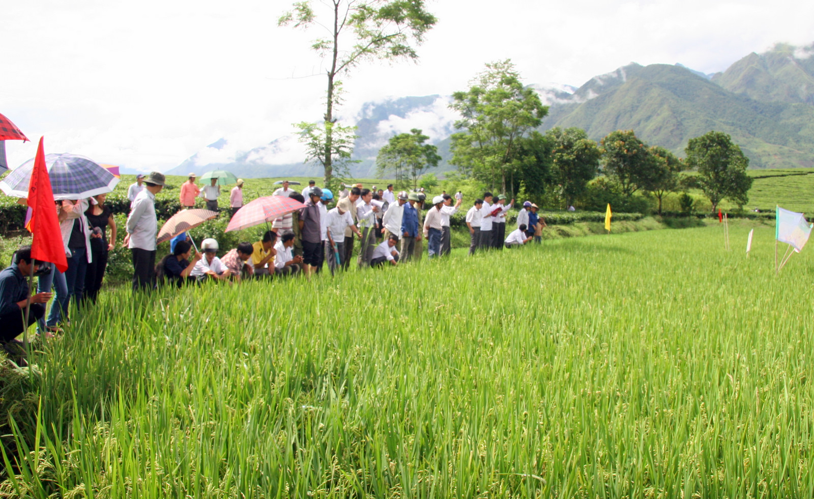 Các cơ quan chuyên môn khối Nông nghiệp huyện Tân Uyên khôi phúc, trình diễn giống lúa Khẩu Ký tại thị trấn Tân Uyên