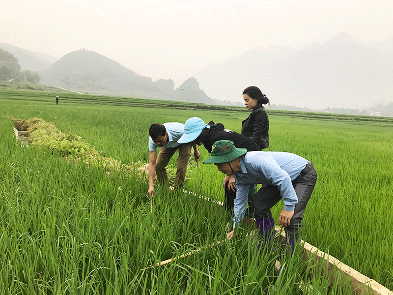 Đoàn kiểm tra sâu bệnh trên lúa tại cánh đồng xã Khổng Lào.