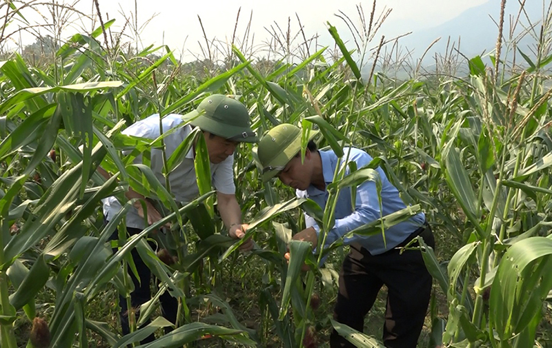 Cán bộ Chi cục Trồng trọt và Bảo vệ thực vật tỉnh kiểm tra tình hình gây hại của sâu keo mùa thu trên cây ngô tại xã Trung Đồng (huyện Tân Uyên).  