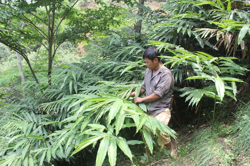 Anh Chẻo Diếu Thim bản Van Hồ 1 kiểm tra sự phát triển của cây sa nhân tím.