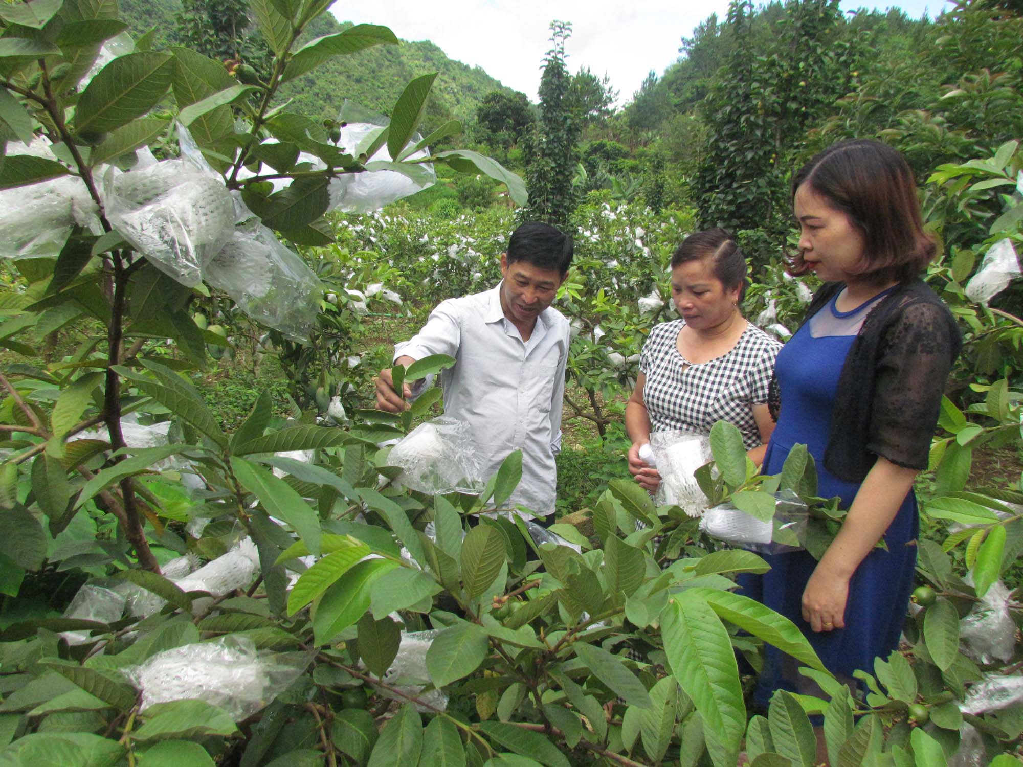 Cán bộ Hội Nông dân phường Quyết Tiến (ngoài cùng bên phải) thăm quan vườn ổi của gia đình anh Đạt. 