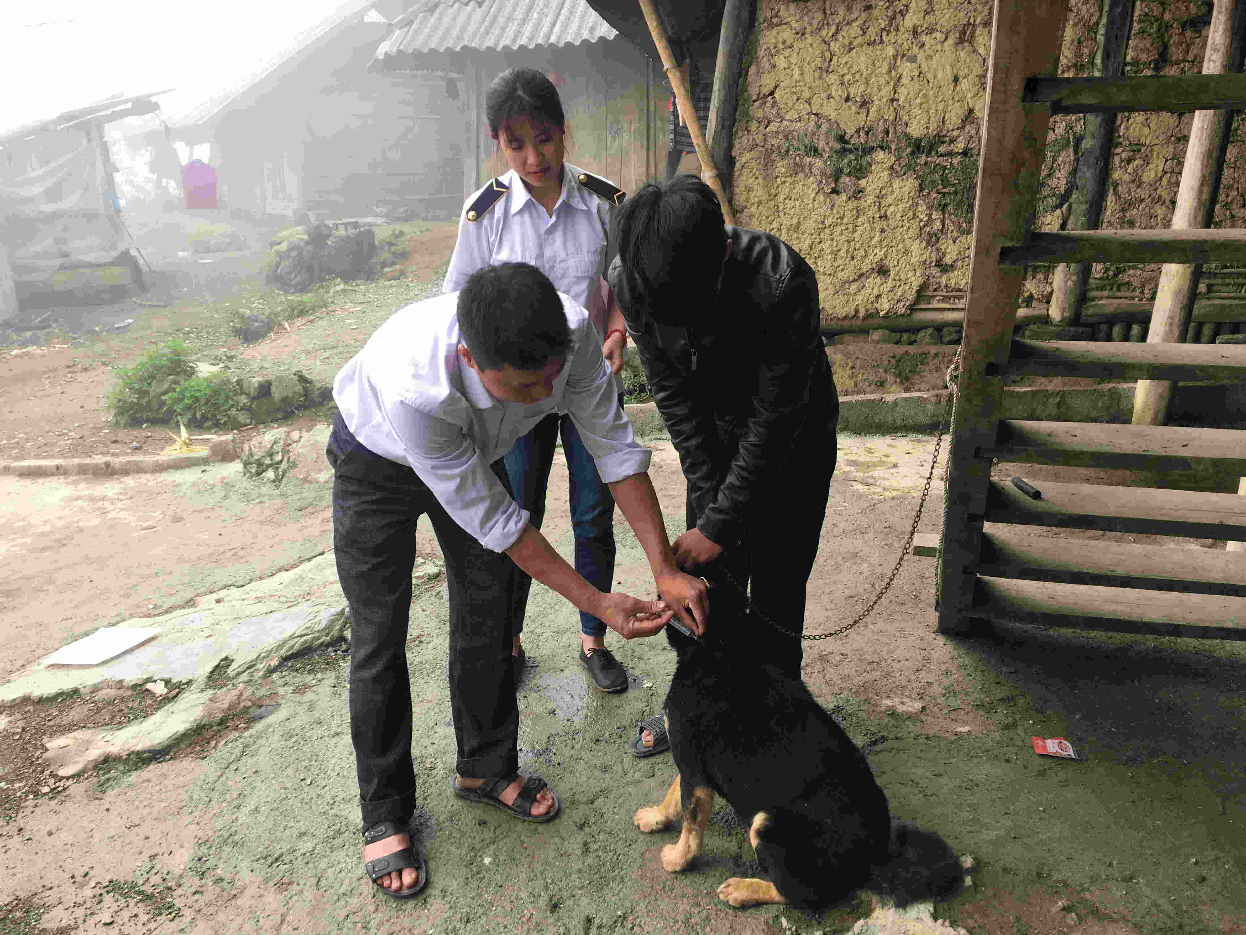 Cán bộ Trạm Chăn nuôi và Thú y huyện Sìn Hồ hướng dẫn người dân bản Sìn Hồ Vây (thị trấn Sìn Hồ, huyện Sìn Hồ) các đeo rọ mõm cho chó nhằm hạn chế tình trạng chó cắn người gây dại.