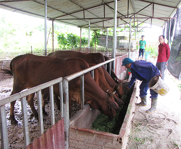 Mô hình chăn nuôi địa gia xúc của gia đình ông Lò Văn Bóng ở bản Phiêng Luông I (xã Nậm Hàng, huyện Nậm Nhùn).