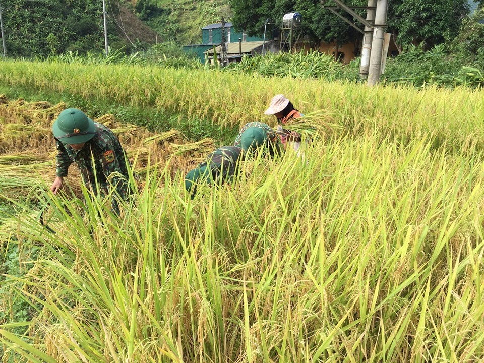 Cán bộ chiến sỹ Chi đoàn Đồn biên phòng Ma Lù Thàng giúp dân gặt lúa.