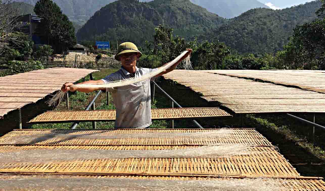 Vào vụ sản xuất miến dong