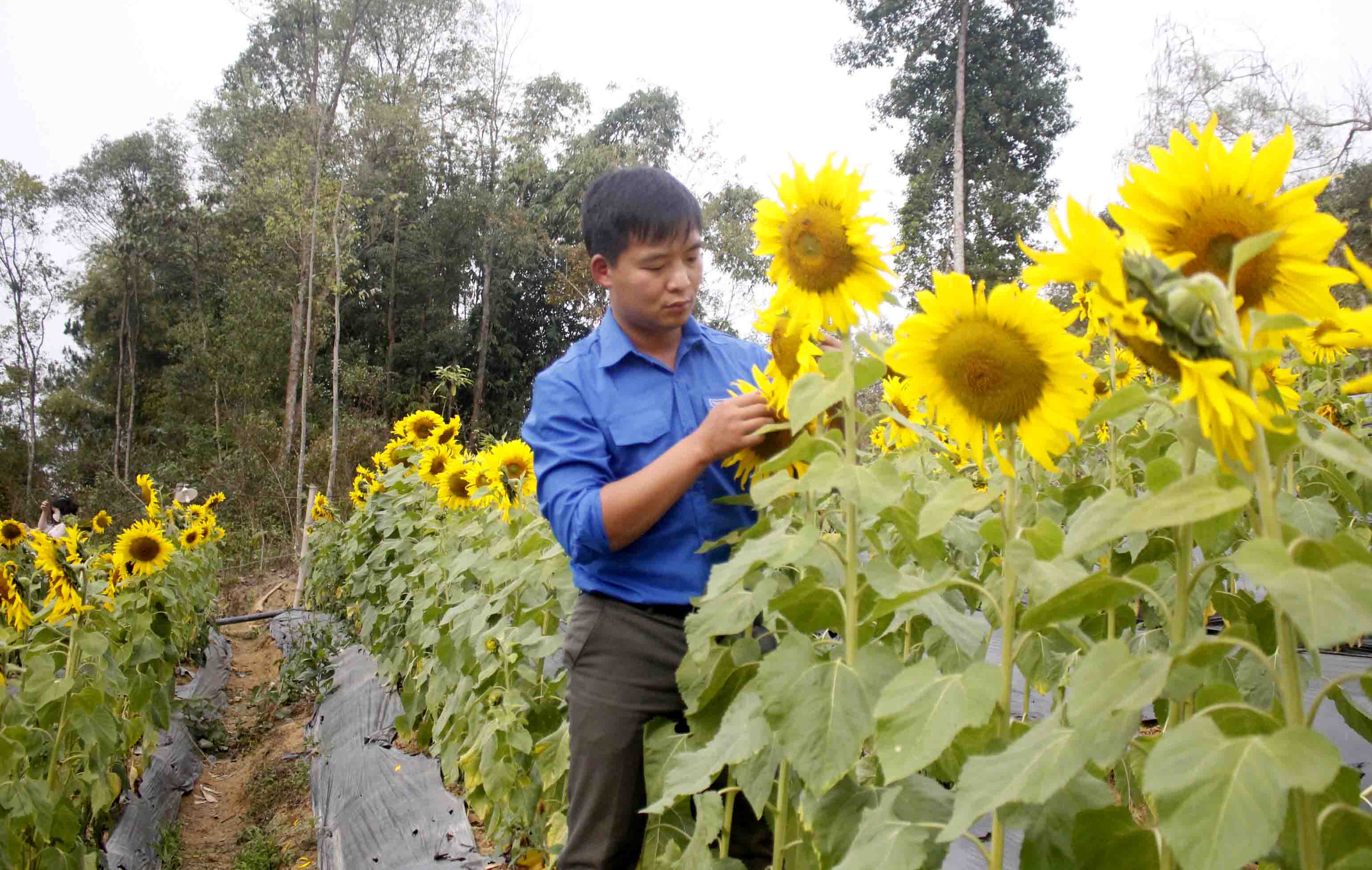 Anh Đỗ Văn Tuấn- Bí thư Đoàn xã Hua Nà (Than Uyên) chăm sóc vườn hoa hướng dương. 