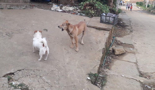 Tình trạng thả rông chó ra nơi công cộng không đeo rọ mõm tại ngõ 224, tổ dân phố số 4 (phường Tân Phong, thành phố Lai Châu) vẫn diễn ra phổ biến. (Ảnh chụp 17/4).