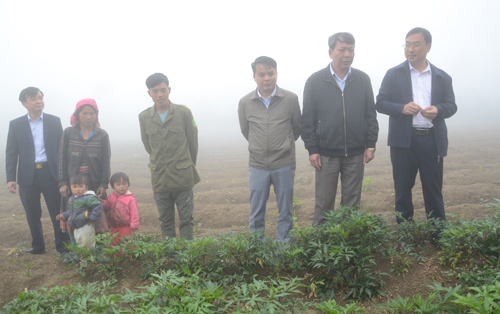 Đoàn công tác của Đoàn Đại biểu Quốc hội tỉnh và đại diện UBND huyện Sìn Hồ thăm mô hình trồng cây đương quy tại bản Thà Giàng Chải (Tả Ngảo, Sìn Hồ).