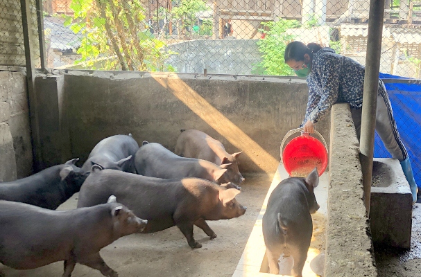 Chị Điêu Thị Viện chăm sóc đàn lợn.