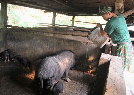 Chiến sỹ Đồn Biên phòng Pa Vệ Sủ nuôi lợn.