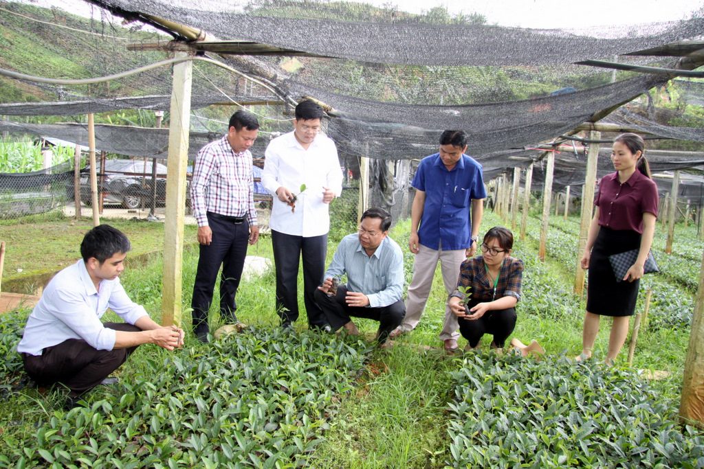Đoàn công tác Sở KHCN tỉnh và lãnh đạo huyện Than Uyên thăm vườn chè giống của Công ty TNHH Tuyền Phương 