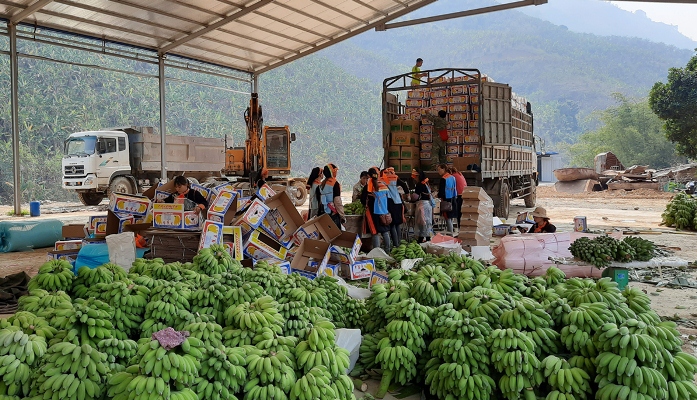 Chuối xuất khẩu góp phần tăng thu ngân sách của huyện Phong Thổ.