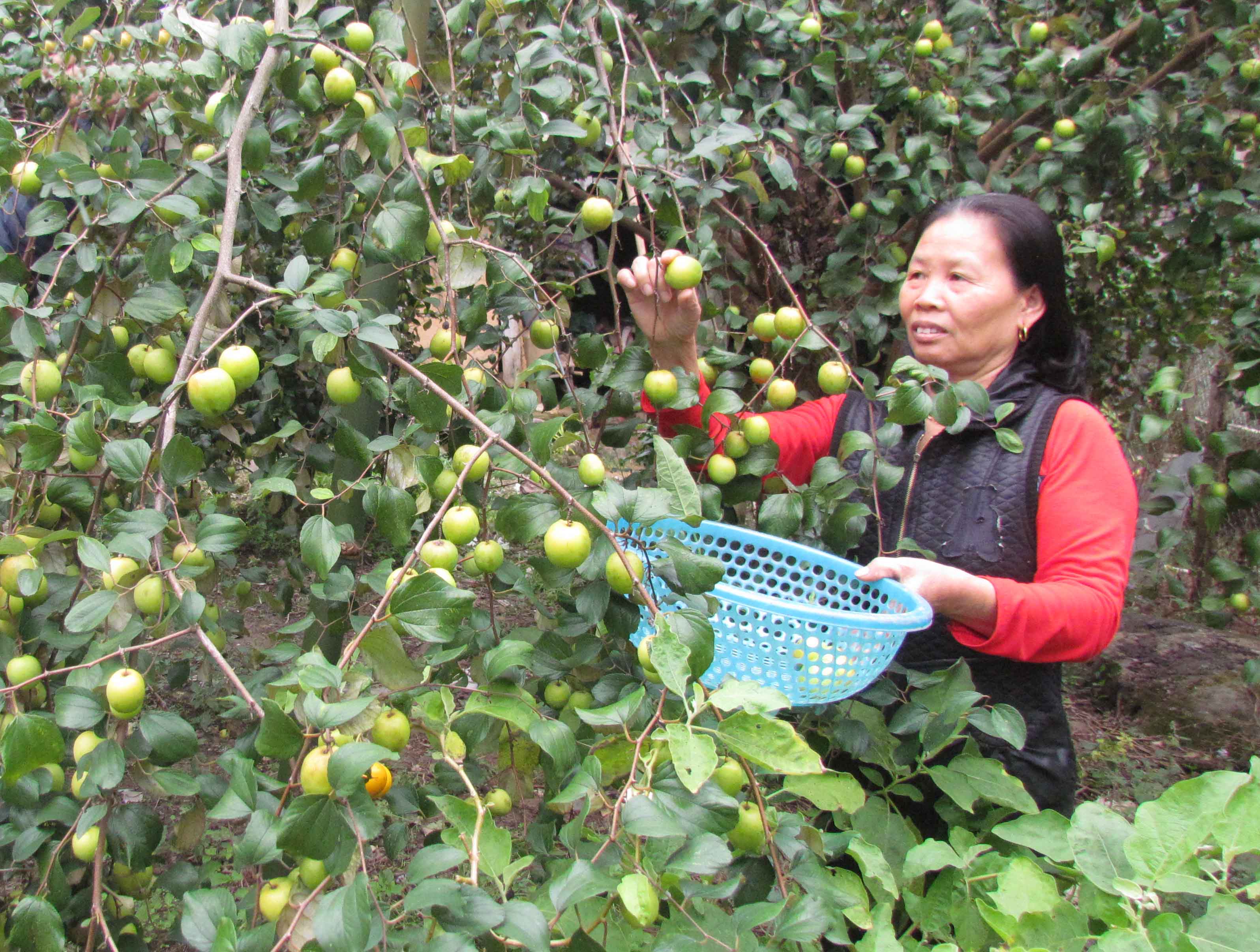 Cây ăn quả giúp người dân thôn Thống Nhất có thêm thu nhập. 