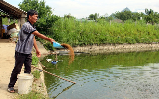 Ao nuôi cá của gia đình ông Nam.