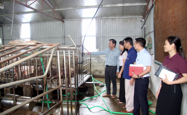 Đoàn công tác Sở Khoa học và Công nghệ, Phòng Kinh tế hạ tầng huyện Than Uyên thăm mô hình chăn nuôi lợn thương phẩm của Hợp tác xã Minh Thuận.
