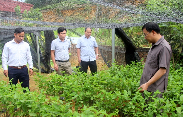 Đoàn ĐBQH kiểm tra cây giống tại Công ty Cổ phần Nhật Quang T&T (bản Thành Công, xã San Thàng, thành phố Lai Châu).