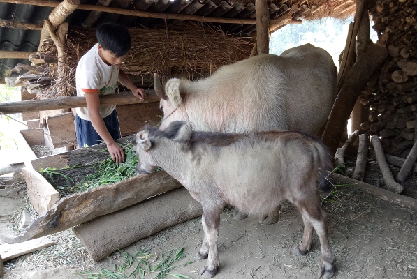 Hộ nghèo ở bản Pan Khèo (xã Thèn Sin, huyện Tam Đường) nuôi trâu.