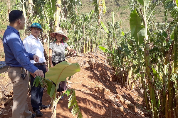 Lãnh đạo xã Khoen On (huyện Than Uyên) tuyên truyền, vận động Nhân dân chuyển đổi diện tích đất canh tác ngô kém hiệu quả sang trồng chuối để nâng cao thu nhập. 