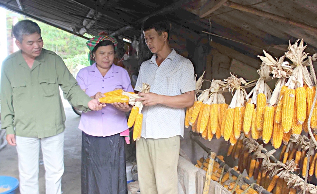 Cán bộ thị trấn Tam Đường (huyện Tam Đường) hướng dẫn người dân ở bản Thác Cạn cách bảo quản ngô.