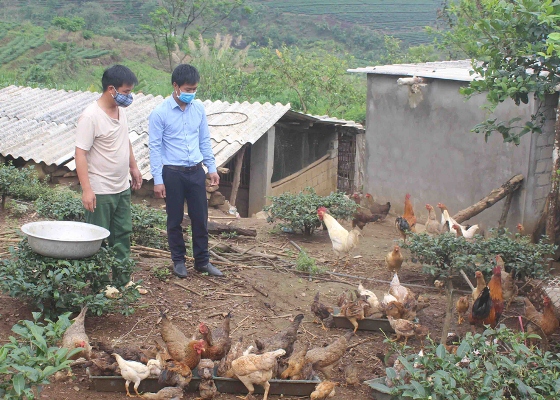 Anh Ngắm - Chủ tịch Hội Nông dân xã Bản Bo (bên phải) hướng dẫn người dân bản Hua Sẳng chăm sóc gà thả vườn.