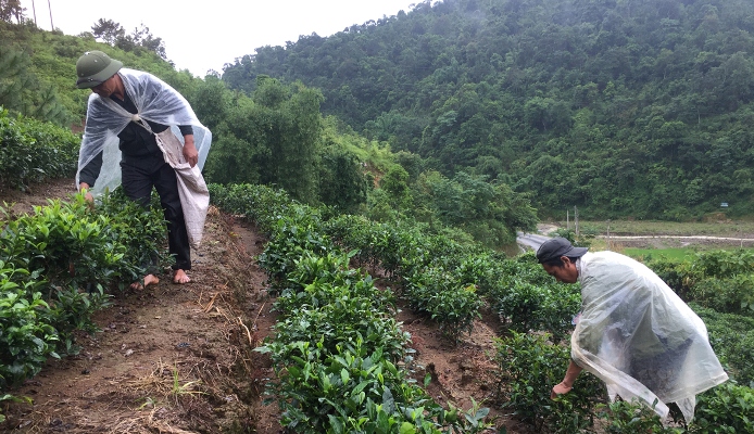 Gia đình anh Lò Văn Hịa (bản Bó Lun 2, xã Pắc Ta, huyện Tân Uyên) thu hái chè búp tươi.