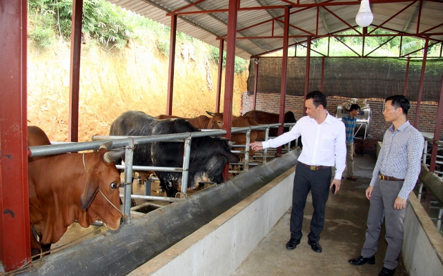 Mô hình nuôi bò của người dân bản Sen Đông (xã Mường Than, huyện Than Uyên).