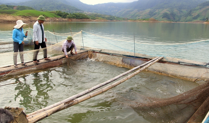 Người dân xã Mường Mô (huyện Nậm Nhùn) phát triển nuôi cá lồng trên lòng hồ Thủy điện Lai Châu.
