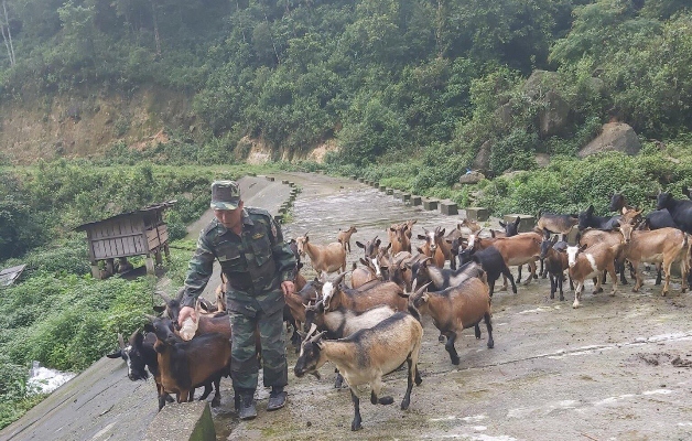 Chiến sỹ Đồn Biên phòng Vàng Ma Chải chăn nuôi đàn dê ở bản Tô Y Phìn (Mồ Sì San, Phong Thổ).