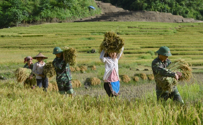 Cán bộ, chiến sỹ Đồn Biên phòng Huổi Luông giúp Nhân dân thu hoạch lúa. 