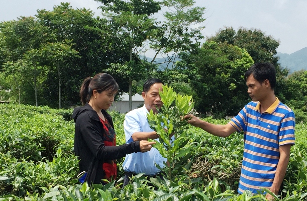 Lãnh đạo Công ty Cổ phần Trà Than Uyên giới thiệu với phóng viên về cây mắc-ca trồng xen trên diện tích chè.