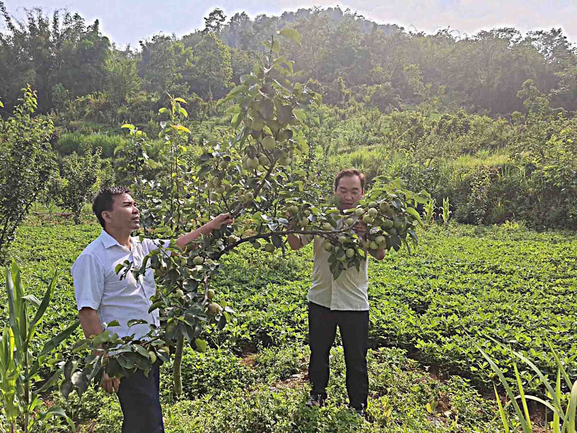 Đồng chí Mạch Thọ Quyết - Bí thư Đảng bộ xã Nùng Nàng (Người bên trái) kiểm tra năng suất, chất lượng mô hình trồng lê ở bản Sáy San 1 (xã Nùng Nàng).