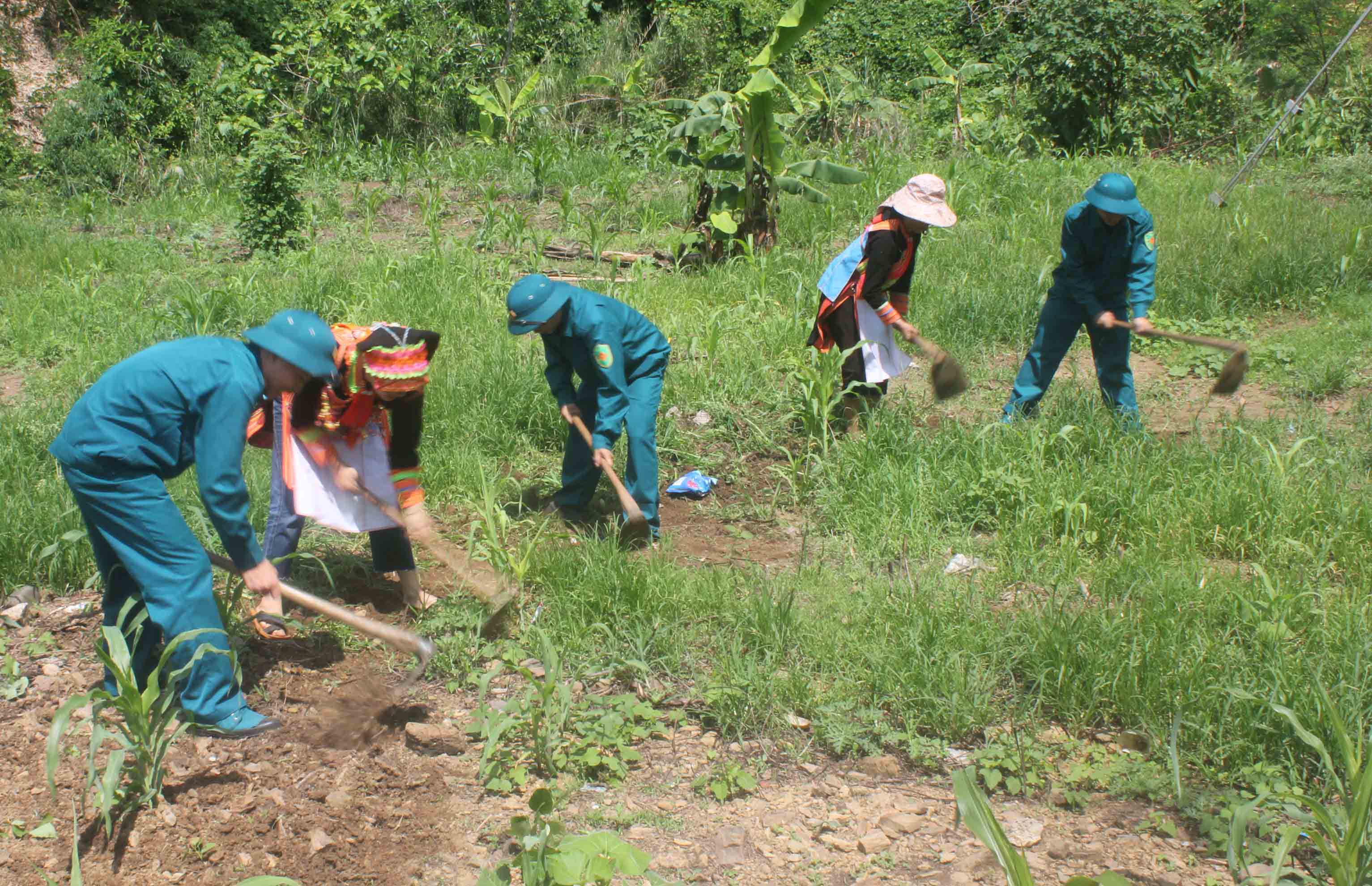 Lực lượng dân quân xã Ma Ly Pho (huyện Phong Thổ) giúp người dân chăm sóc ngô. 