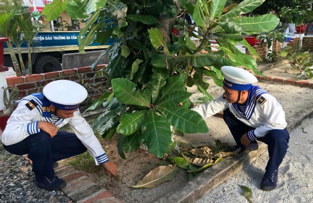 Chiến sỹ trẻ trên đảo chăm sóc cây bàng vuông.