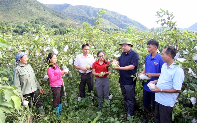 Đồng chí Lò Văn Hương - Chủ tịch UBND huyện Than Uyên thăm mô hình trồng ổi Đài Loan ở xã Hua Nà.