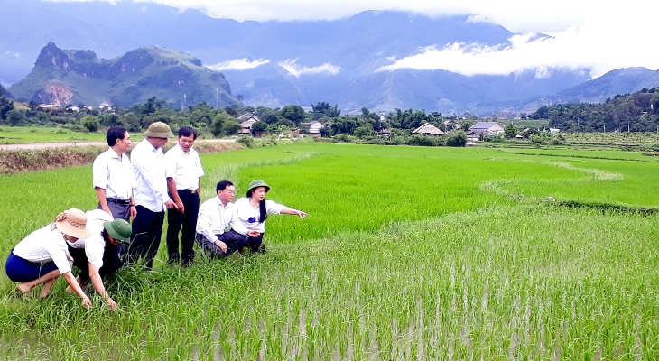 Các đồng chí lãnh đạo HĐND huyện Than Uyên kiểm tra diện tích lúa vụ mùa tại xã Phúc Than. 