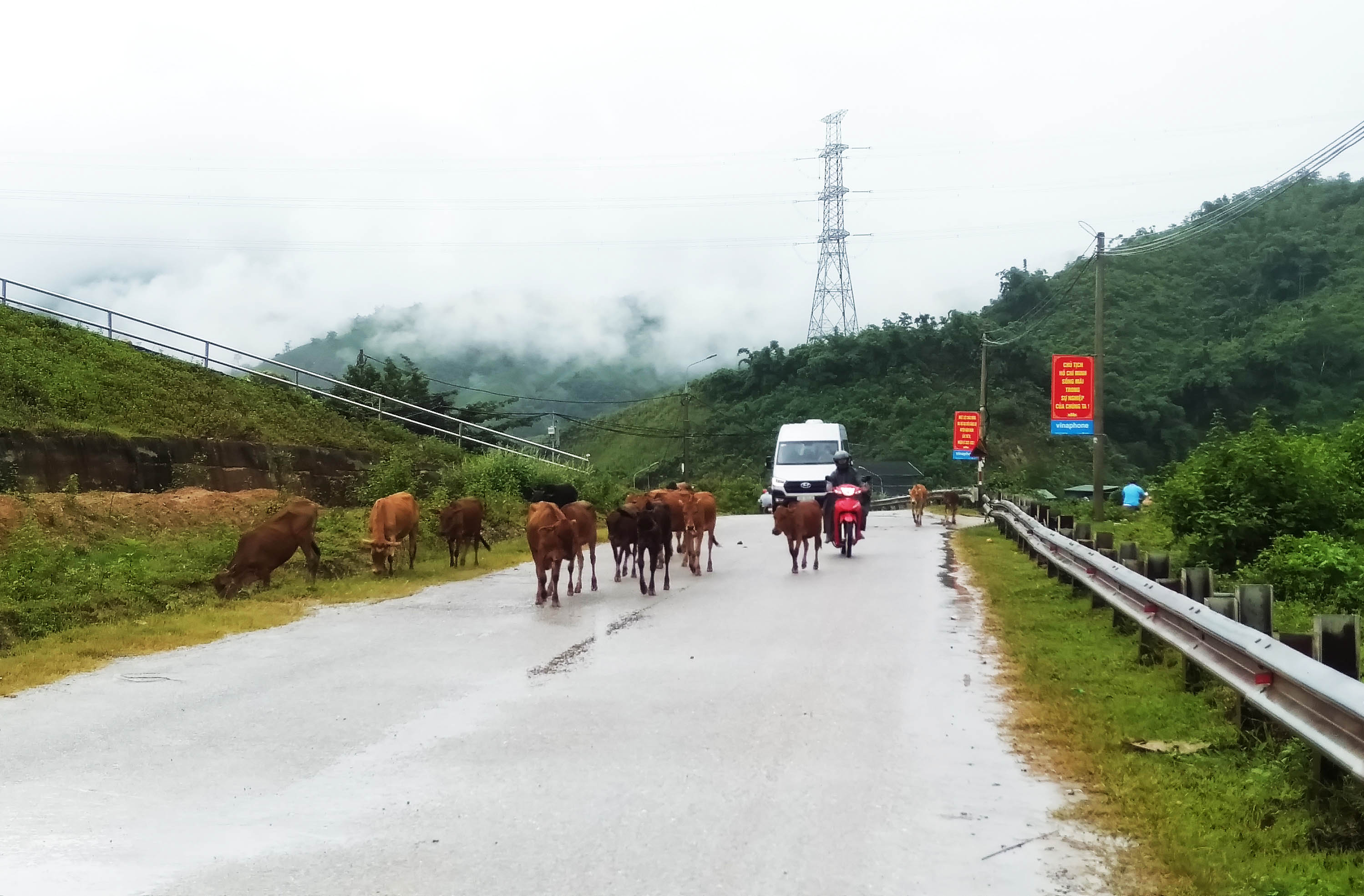 Đàn gia súc tràn xuống lòng đường gây ảnh hưởng tới người và phương tiên tham gia giao thông trên địa bàn thị trấn Nậm Nhùn(huyện Nậm Nhùn)