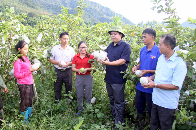 Lãnh đạo huyện Than Uyên, xã Hua Nà thăm mô hình ổi của HTX Thanh niên Hua Nà