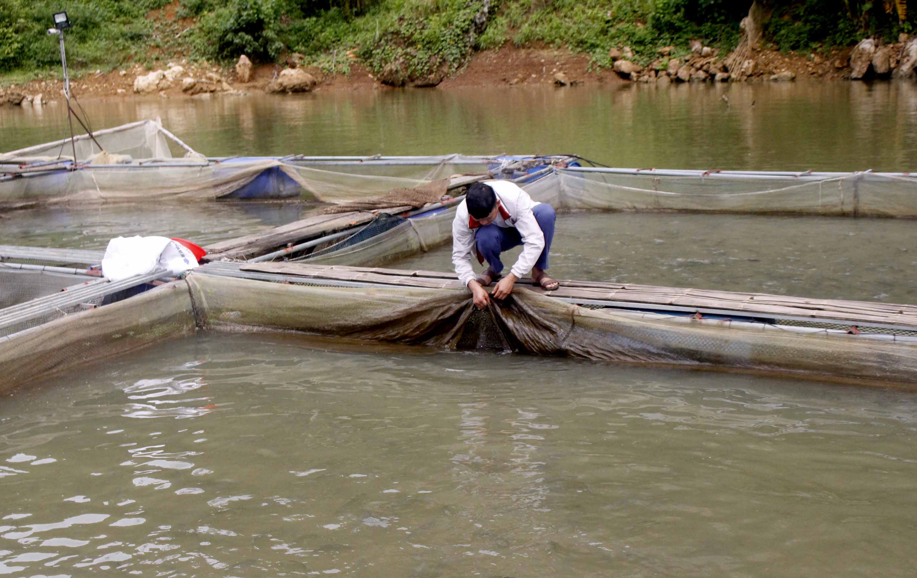 Người dân xã Ta Gia (huyện Than Uyên) chăm sóc cá lồng trên lòng hồ thủy điện Huội Quảng. 