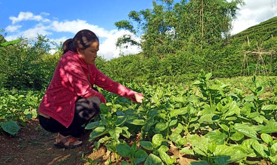 Được sự hỗ trợ của các cấp Hội phụ nữ, nhiều hội viên phụ nữ có điều kiện phát triển kinh tế. Trong ảnh: Chị Bùi Thị Lý (tổ 5, phường Tân Phong) phát kinh tế từ mô hình V.A.C với thu nhập bình quân 200 triệu đồng/năm.