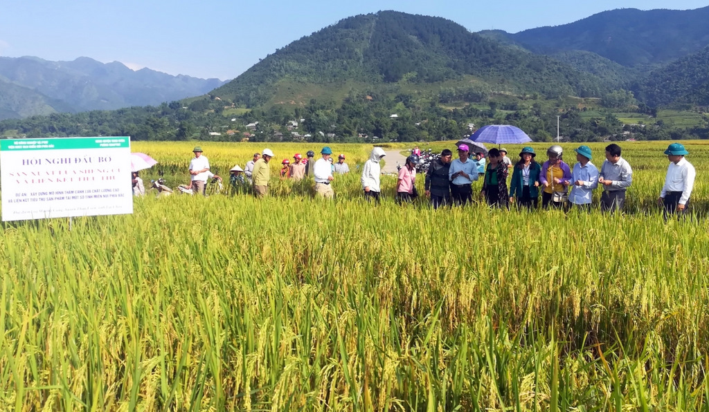 Mô hình lúa Séng cù theo phương pháp 3 giảm 3 tăng tại xã Mường Cang, huyện Than Uyên.