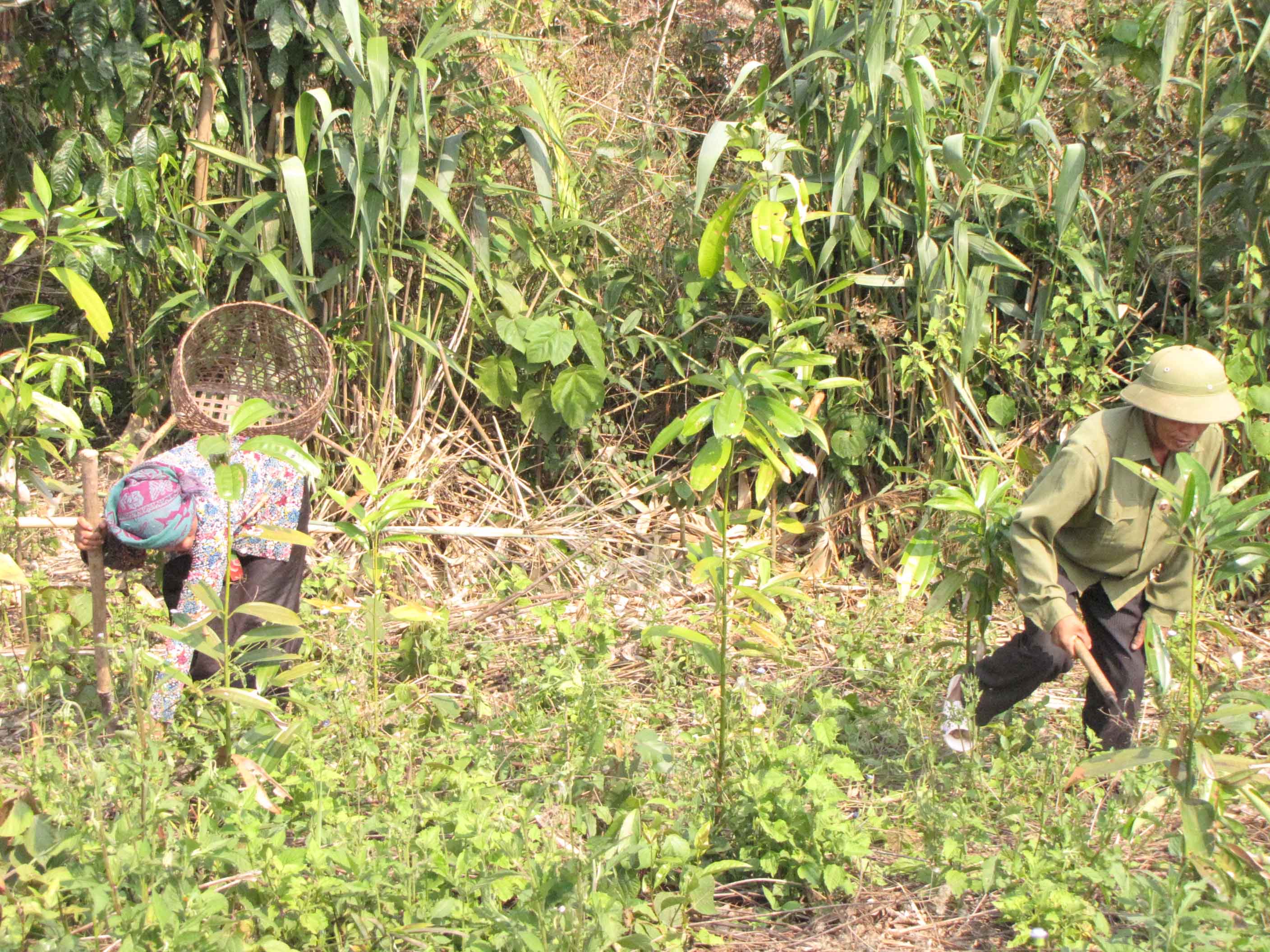 Người dân bản Táng Ngá (xã Nậm Chà, huyện Nậm Nhùn) trồng và chăm sóc cây quế