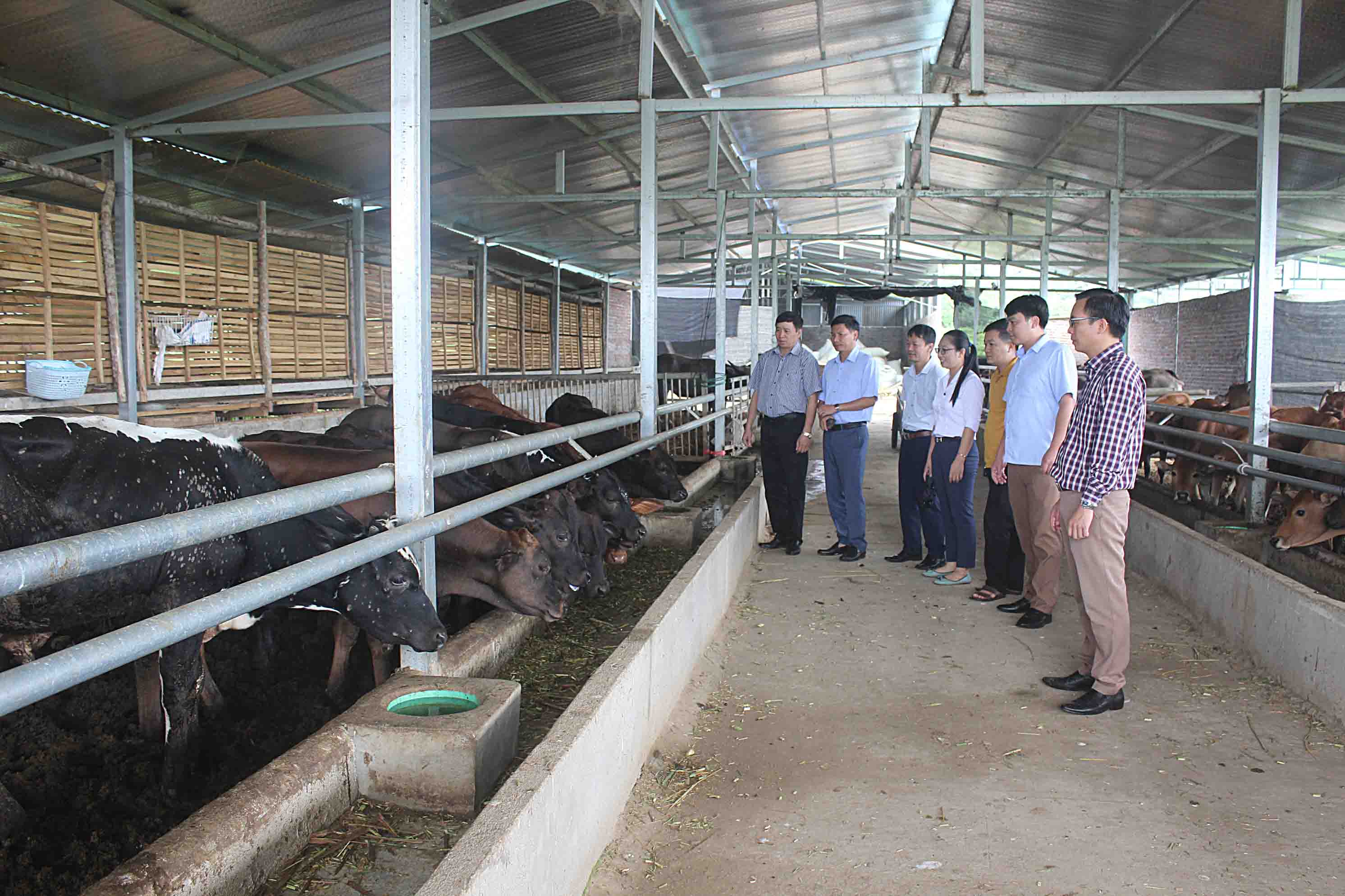 Đoàn công tác tỉnh thăm mô hình nuôi bò thịt của HTX Phan Vinh, tổ 6, thị trấn Tân Uyên (huyện Tân Uyên).
