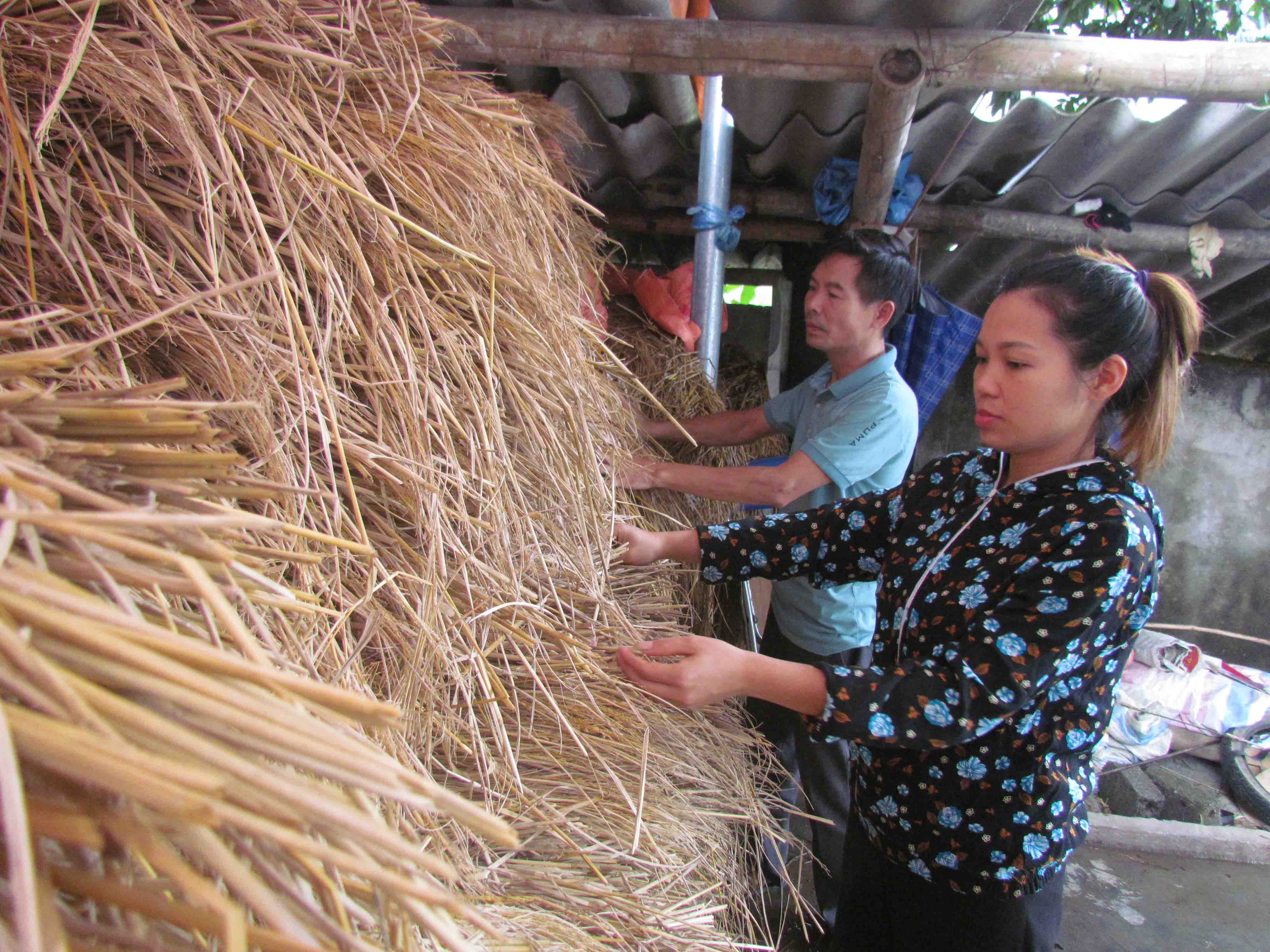 Được hỗ trợ khởi nghiệp, chị Vàng Thị Thuận (xã Mường So) tự tin phát triển kinh tế thông qua sản xuất nấm sạch.