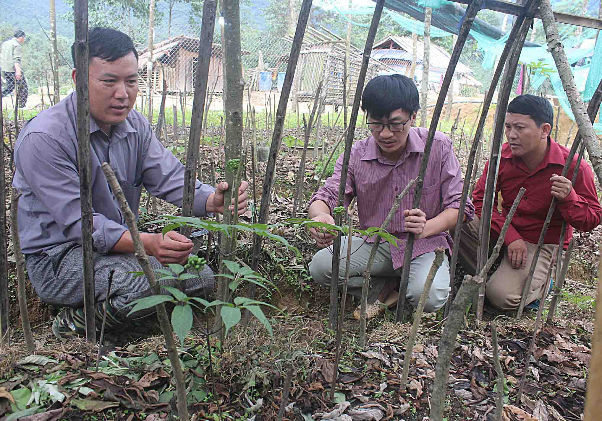 Cán bộ Trung tâm Dịch vụ Nông nghiệp huyện Tam Đường kiểm tra sự phát triển của sâm Lai Châu ở bản Lao Chải 2 (xã Khun Há).