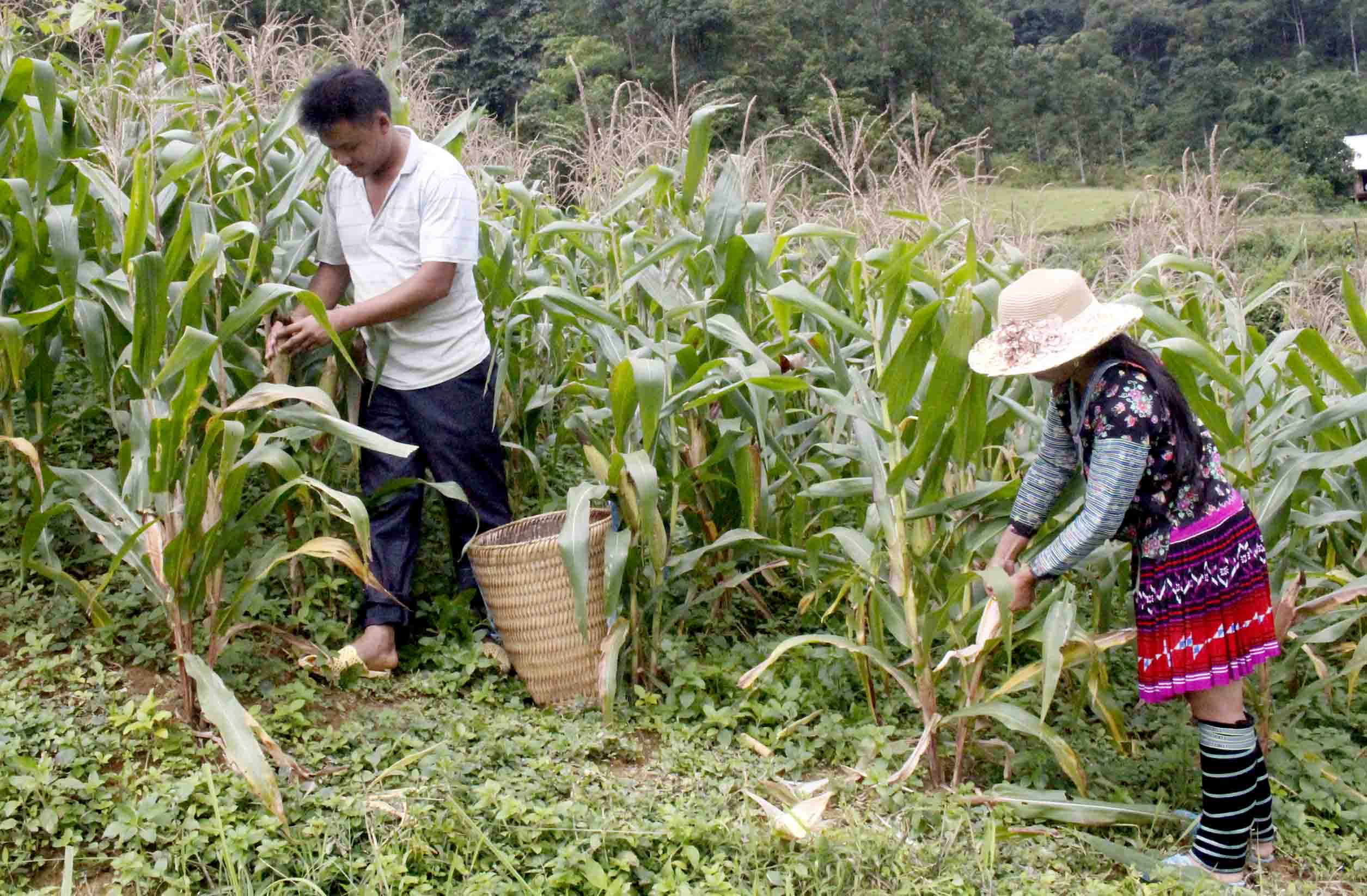 Người dân bản Nậm Pắt, xã Tà Mung (huyện Than Uyên) thu hoạch ngô. 